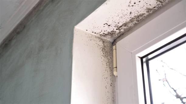 Best Toxic Mold Removal  in New Haven, MI