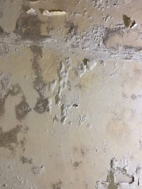Best Home Mold Removal  in New Haven, MI