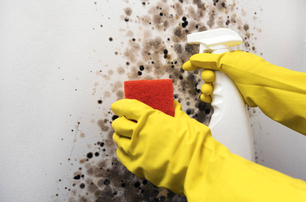Best Commercial Mold Removal  in New Haven, MI