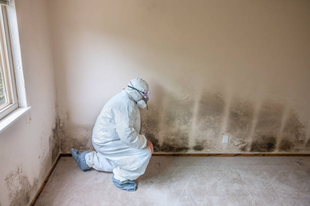 Best Professional Mold Removal  in New Haven, MI
