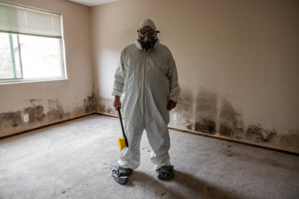 Best Fast Mold Removal  in New Haven, MI
