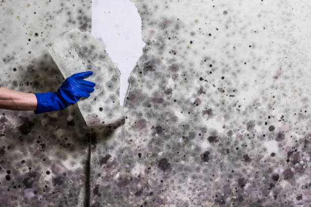 Home Mold Removal in New Haven, MI